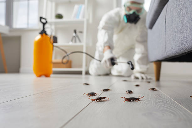 Commercial Kitchen Cockroach Control in Kilauea